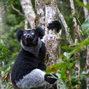 2013-07-27 - Indri / Babakoto (Indri indri)<br/>Mitsinjo Reserve - Andasibe - Madagaskar<br/>Canon EOS 7D - 100 mm - f/4.5, 0.01 sec, ISO 1600
