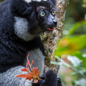 2013-07-27 - Indri / Babakoto (Indri indri)<br/>Mitsinjo Reserve - Andasibe - Madagaskar<br/>Canon EOS 7D - 220 mm - f/5.0, 1/60 sec, ISO 3200