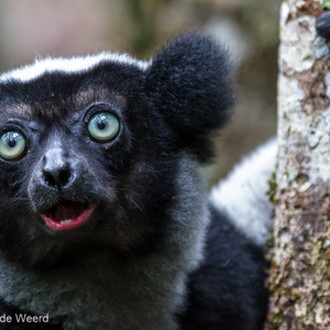 2013-07-27 - Indri / Babakoto (Indri indri)<br/>Mitsinjo Reserve - Andasibe - Madagaskar<br/>Canon EOS 7D - 350 mm - f/5.6, 1/125 sec, ISO 3200
