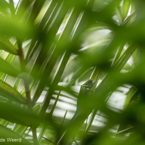 2013-07-27 - Verborgen kameleon<br/>Mitsinjo Reserve - Andasibe - Madagaskar<br/>Canon EOS 7D - 100 mm - f/3.2, 1/250 sec, ISO 800