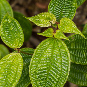 2013-07-27 - Plant in het regenwoud<br/>Mitsinjo Reserve - Andasibe - Madagaskar<br/>Canon EOS 7D - 100 mm - f/8.0, 1/125 sec, ISO 800