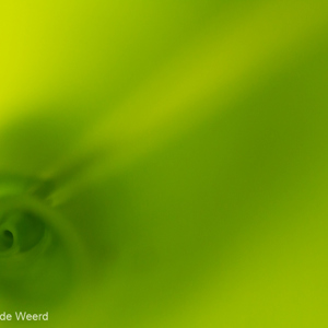 2013-07-27 - Abstract opgerold blad<br/>Feon ny Ala hotel - Andasibe - Madagaskar<br/>Canon EOS 7D - 100 mm - f/8.0, 1/60 sec, ISO 1600