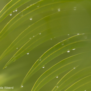 2013-07-27 - Regendruppels<br/>Feon ny Ala hotel - Andasibe - Madagaskar<br/>Canon EOS 7D - 100 mm - f/4.0, 1/500 sec, ISO 800