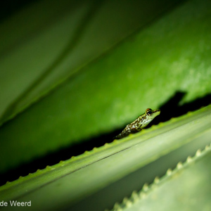 2013-07-27 - Kikkertje tijdens avondexcursie<br/>Andasibe - Madagaskar<br/>Canon EOS 7D - 100 mm - f/2.8, 1/125 sec, ISO 1600