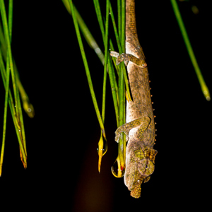 2013-07-27 - Zeer kleine kameleon<br/>Andasibe - Madagaskar<br/>Canon EOS 7D - 100 mm - f/8.0, 1/60 sec, ISO 1600