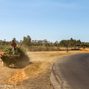 2013-07-28 - Ossenkar onderweg<br/>Onderweg - Andasibe - Antsirabe - Madagaskar<br/>Canon EOS 7D - 45 mm - f/8.0, 1/200 sec, ISO 200