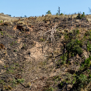 2013-07-29 - Bomenkap in beeld<br/>Onderweg - Antsirabe - Ambositra - Madagaskar<br/>Canon EOS 7D - 97 mm - f/8.0, 1/200 sec, ISO 200