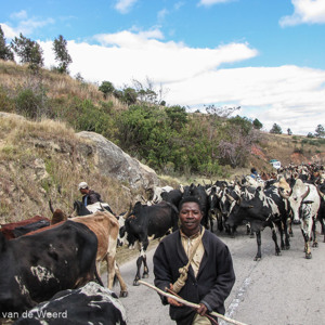 2013-07-30 - Met de koeien dagenlang op weg naar de markt<br/>Onderweg - Ambositra - Ranomafana - Madagaskar<br/>Canon PowerShot SX1 IS - 7.8 mm - f/4.0, 1/320 sec, ISO 80