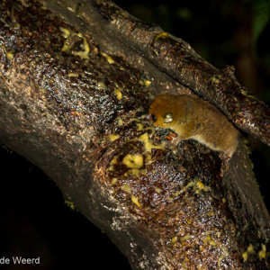2013-07-30 - Rode muismaki / Brown mouse lemur (Microcebus rufus)<br/>Ranomafana - Madagaskar<br/>Canon EOS 7D - 105 mm - f/4.5, 1/60 sec, ISO 1600