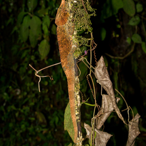2013-07-30 - Kameleon tijdens de avondexcursie<br/>Ranomafana - Madagaskar<br/>Canon EOS 7D - 35 mm - f/7.1, 1/60 sec, ISO 1600