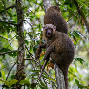 2013-07-31 - Gouden bamboemaki / Golden bamboo lemur(Hapalemur aureus)<br/>Ranomafana NP - Ambodiamontana - Madagaskar<br/>Canon EOS 7D - 150 mm - f/5.0, 0.02 sec, ISO 3200
