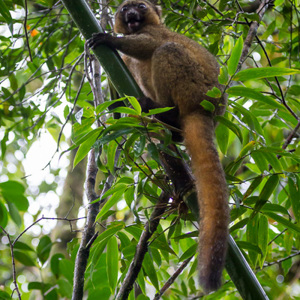 2013-07-31 - Gouden bamboemaki / Golden bamboo lemur(Hapalemur aureus)<br/>Ranomafana NP - Ambodiamontana - Madagaskar<br/>Canon EOS 7D - 130 mm - f/5.0, 1/80 sec, ISO 3200