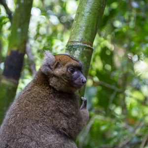 2013-07-31 - Gouden bamboemaki / Golden bamboo lemur(Hapalemur aureus)<br/>Ranomafana NP - Ambodiamontana - Madagaskar<br/>Canon EOS 7D - 100 mm - f/4.5, 1/30 sec, ISO 3200
