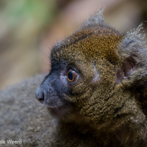2013-07-31 - Gouden bamboemaki / Golden bamboo lemur(Hapalemur aureus)<br/>Ranomafana NP - Ambodiamontana - Madagaskar<br/>Canon EOS 7D - 400 mm - f/5.6, 0.05 sec, ISO 3200