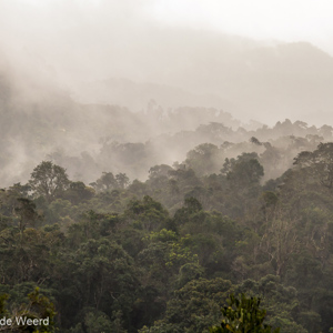 2013-07-31 - Mist boven het regenwoud<br/>Ranomafana NP - Ambodiamontana - Madagaskar<br/>Canon EOS 7D - 65 mm - f/5.0, 1/320 sec, ISO 800