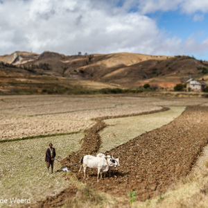 2013-08-01 - Met de ossen het land bewerken<br/>Onderweg - Ambodiamontana - Anja Park - Madagaskar<br/>Canon EOS 7D - 24 mm - f/8.0, 1/250 sec, ISO 200