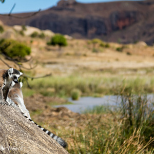 2013-08-01 - Ringstaartmaki - Ring-tailed lemur (Lemur catta)<br/>Anja Park - Ambalavao - Madagaskar<br/>Canon EOS 7D - 105 mm - f/4.0, 1/1000 sec, ISO 200