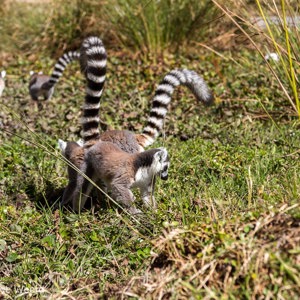 2013-08-01 - Ringstaartmaki - Ring-tailed lemur (Lemur catta)<br/>Anja Park - Ambalavao - Madagaskar<br/>Canon EOS 7D - 47 mm - f/4.0, 1/800 sec, ISO 200