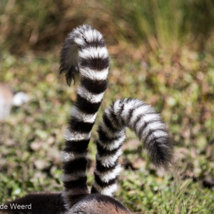2013-08-01 - Ringstaartmaki - Ring-tailed lemur (Lemur catta)<br/>Anja Park - Ambalavao - Madagaskar<br/>Canon EOS 7D - 105 mm - f/4.0, 1/640 sec, ISO 200