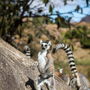 2013-08-01 - Ringstaartmaki - Ring-tailed lemur (Lemur catta)<br/>Anja Park - Ambalavao - Madagaskar<br/>Canon EOS 7D - 105 mm - f/4.0, 1/1250 sec, ISO 200