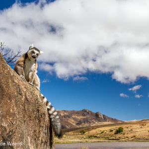 2013-08-01 - Ringstaartmaki - Ring-tailed lemur (Lemur catta)<br/>Anja Park - Ambalavao - Madagaskar<br/>Canon EOS 7D - 24 mm - f/5.6, 1/500 sec, ISO 200