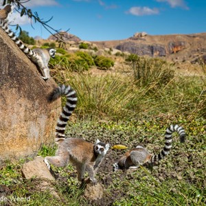 2013-08-01 - Ringstaartmaki - Ring-tailed lemur (Lemur catta)<br/>Anja Park - Ambalavao - Madagaskar<br/>Canon EOS 7D - 50 mm - f/5.6, 1/320 sec, ISO 200