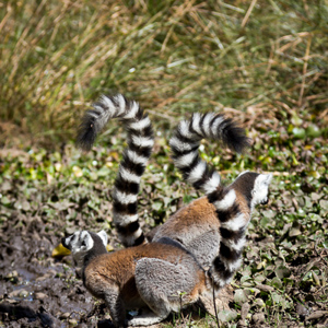 2013-08-01 - Ringstaartmaki - Ring-tailed lemur (Lemur catta)<br/>Anja Park - Ambalavao - Madagaskar<br/>Canon EOS 7D - 105 mm - f/5.6, 1/400 sec, ISO 200