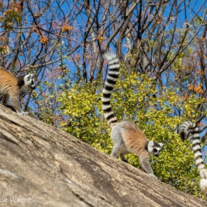 2013-08-01 - Ringstaartmaki - Ring-tailed lemur (Lemur catta)<br/>Anja Park - Ambalavao - Madagaskar<br/>Canon EOS 7D - 105 mm - f/8.0, 1/250 sec, ISO 200
