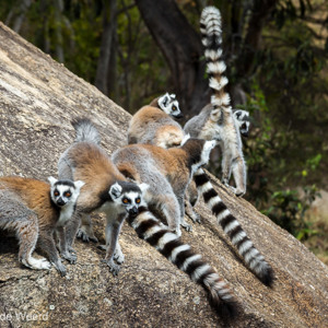 2013-08-01 - Ringstaartmaki - Ring-tailed lemur (Lemur catta)<br/>Anja Park - Ambalavao - Madagaskar<br/>Canon EOS 7D - 105 mm - f/8.0, 0.01 sec, ISO 200