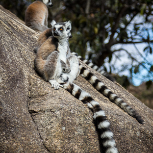 2013-08-01 - Ringstaartmaki - Ring-tailed lemur (Lemur catta)<br/>Anja Park - Ambalavao - Madagaskar<br/>Canon EOS 7D - 85 mm - f/4.0, 1/640 sec, ISO 200