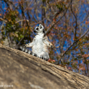 2013-08-01 - Ringstaartmaki - Ring-tailed lemur (Lemur catta)<br/>Anja Park - Ambalavao - Madagaskar<br/>Canon EOS 7D - 105 mm - f/4.0, 1/2000 sec, ISO 200