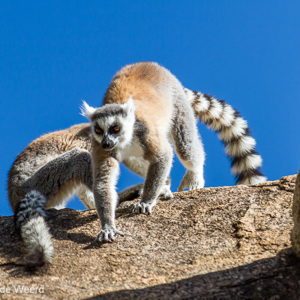 2013-08-01 - Ringstaartmaki - Ring-tailed lemur (Lemur catta)<br/>Anja Park - Ambalavao - Madagaskar<br/>Canon EOS 7D - 105 mm - f/4.0, 1/640 sec, ISO 200