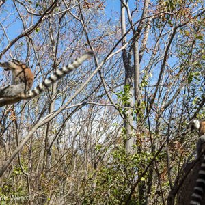 2013-08-01 - Ringstaartmaki - Ring-tailed lemur (Lemur catta)<br/>Anja Park - Ambalavao - Madagaskar<br/>Canon EOS 7D - 24 mm - f/5.6, 1/500 sec, ISO 200