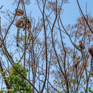 2013-08-01 - Ringstaartmaki - Ring-tailed lemur (Lemur catta)<br/>Anja Park - Ambalavao - Madagaskar<br/>Canon EOS 7D - 35 mm - f/5.6, 1/160 sec, ISO 200
