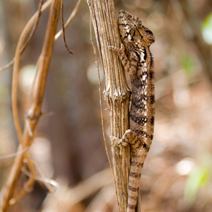 2013-08-01 - Kameleon met zebra-strepen<br/>Anja Park - Ambalavao - Madagaskar<br/>Canon EOS 7D - 88 mm - f/4.0, 1/250 sec, ISO 400