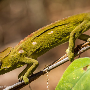 2013-08-01 - Kameleon met stippen<br/>Anja Park - Ambalavao - Madagaskar<br/>Canon EOS 7D - 100 mm - f/5.6, 1/400 sec, ISO 200