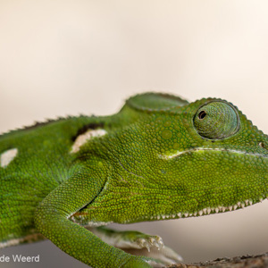 2013-08-01 - Kameleon close-up<br/>Anja Park - Ambalavao - Madagaskar<br/>Canon EOS 7D - 100 mm - f/2.8, 1/250 sec, ISO 200