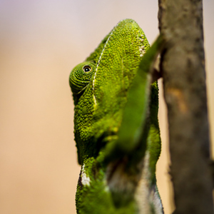 2013-08-01 - Kameleon close-up<br/>Anja Park - Ambalavao - Madagaskar<br/>Canon EOS 7D - 100 mm - f/2.8, 1/1000 sec, ISO 200