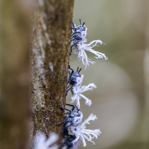 2013-08-01 - Flatid leaf bug (Phromnia rosea)<br/>Anja Park - Ambalavao - Madagaskar<br/>Canon EOS 7D - 100 mm - f/3.5, 0.01 sec, ISO 200