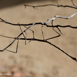 2013-08-02 - Wandelende tak (maar hij was nu even uitgewandeld)<br/>Isalo NP - Ranohira - Madagaskar<br/>Canon EOS 7D - 75 mm - f/8.0, 1/320 sec, ISO 200