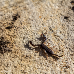 2013-08-02 - Schorpioen<br/>Isalo NP - Ranohira - Madagaskar<br/>Canon EOS 7D - 105 mm - f/8.0, 1/320 sec, ISO 200