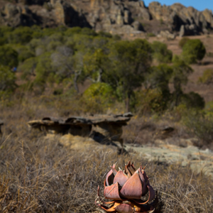 2013-08-02 - Aloe vera<br/>Isalo NP - Ranohira - Madagaskar<br/>Canon EOS 7D - 47 mm - f/5.6, 1/800 sec, ISO 200
