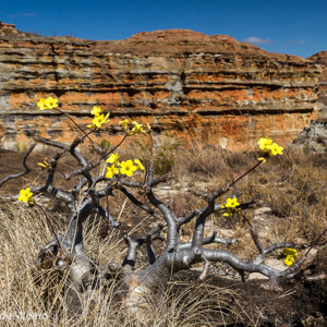 2013-08-02 - Contrast met gele bloemetje<br/>Isalo NP - Ranohira - Madagaskar<br/>Canon EOS 7D - 24 mm - f/11.0, 1/250 sec, ISO 200