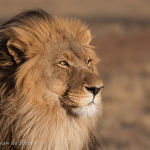 2007-08-24 - Leeuw portret<br/>Okonjima Lodge / Africat Foundat - Otjiwarongo - Namibie<br/>Canon EOS 30D - 400 mm - f/5.6, 1/2000 sec, ISO 400