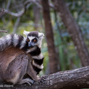2013-08-02 - Ringstaartmaki (Lemur catta)<br/>Isalo NP - Ranohira - Madagaskar<br/>Canon EOS 7D - 105 mm - f/4.0, 0.01 sec, ISO 1600