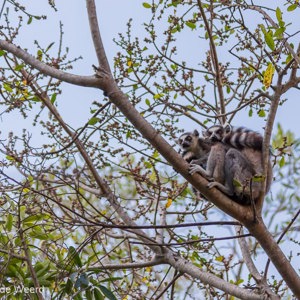 2013-08-02 - Ringstaartmaki (Lemur catta)<br/>Isalo NP - Ranohira - Madagaskar<br/>Canon EOS 7D - 105 mm - f/4.0, 1/250 sec, ISO 800