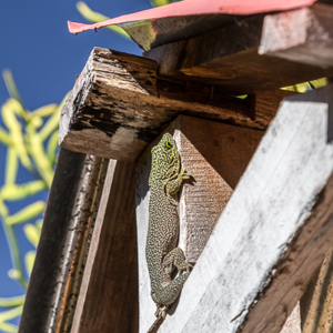 2013-08-03 - Standings daggekko (Phelsuma standingi)<br/>Zombitse-Vohibasia NP - Sakahara - Madagaskar<br/>Canon EOS 7D - 105 mm - f/8.0, 1/200 sec, ISO 200