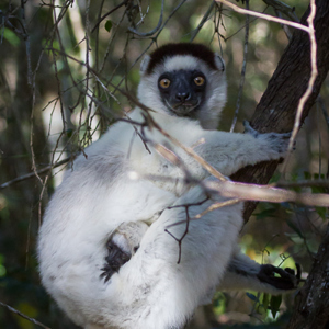 2013-08-03 - Verreaux Sifaka (Propithecus verreauxi)<br/>Zombitse-Vohibasia NP - Sakahara - Madagaskar<br/>Canon EOS 7D - 100 mm - f/5.0, 1/1000 sec, ISO 1600