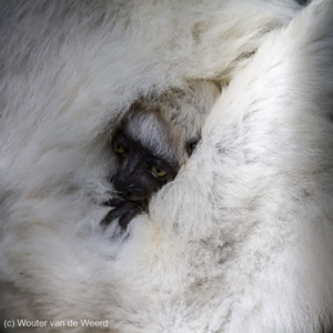 2013-08-03 - Verreaux Sifaka (Propithecus verreauxi)<br/>Zombitse-Vohibasia NP - Sakahara - Madagaskar<br/>Canon EOS 7D - 400 mm - f/5.6, 1/640 sec, ISO 1600