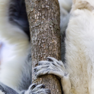 2013-08-03 - Verreaux Sifaka (Propithecus verreauxi)<br/>Zombitse-Vohibasia NP - Sakahara - Madagaskar<br/>Canon EOS 7D - 400 mm - f/5.6, 1/320 sec, ISO 1600